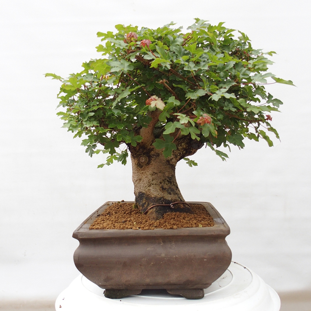 Kültéri bonsai - Francia juhar - Acer Nonspessulanum