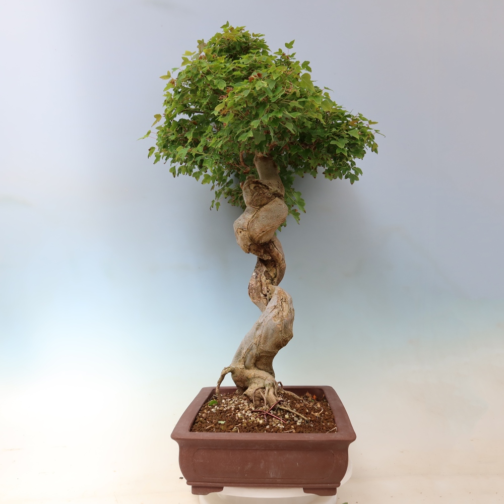 Kültéri bonsai - Acer Buergerianum - Burger juhar