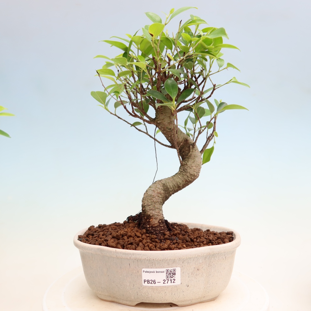Szobai bonsai - Ficus kimmen - kislevelű fikusz