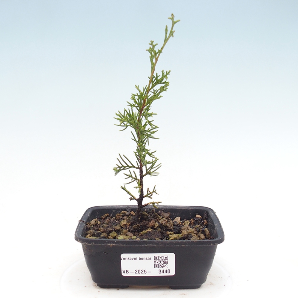 Kültéri bonsai - Juniperus chinensis Itoigawa