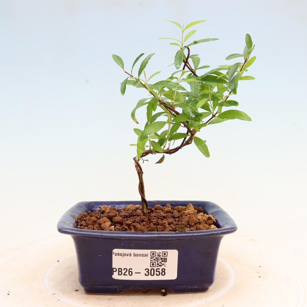 Szobai bonsai-PUNICA granatum nana-gránátalma