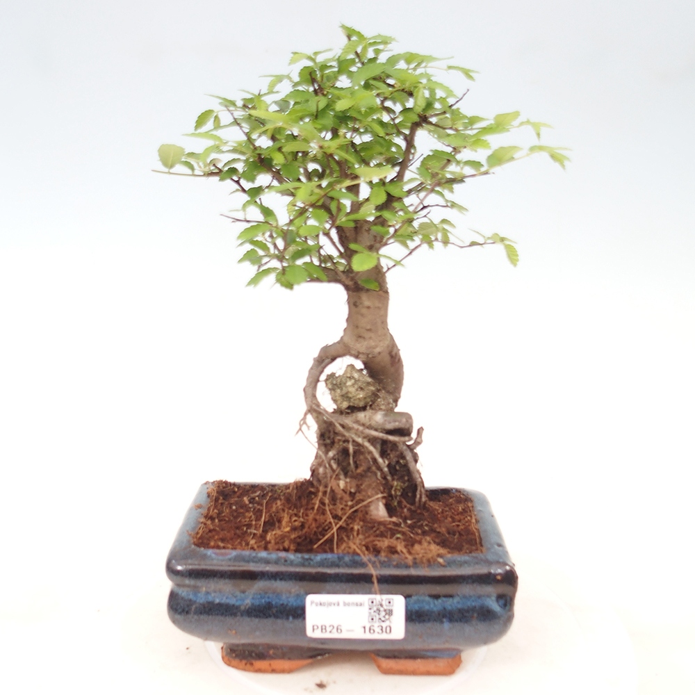 Szobai bonsai - Ulmus parvifolia - Kislevelű szilfa