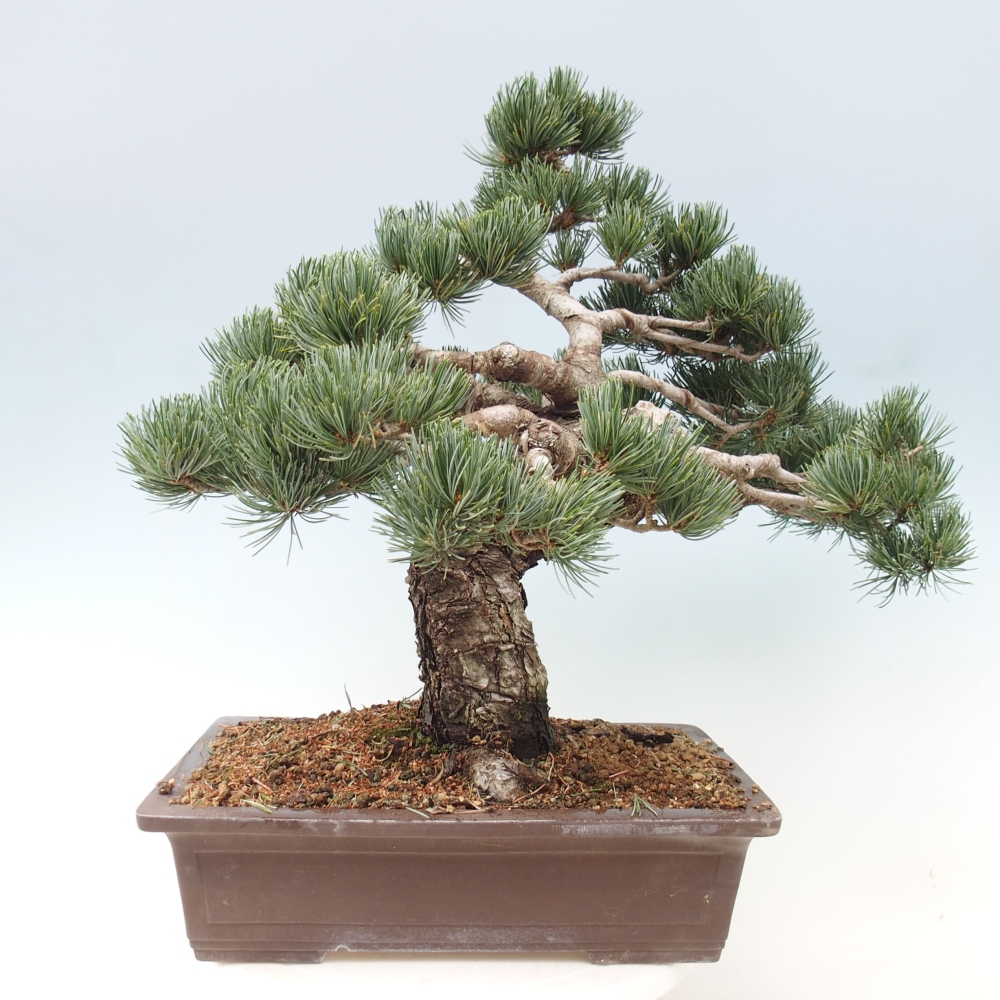 Kültéri bonsai - Pinus parviflora - Pinus parviflora