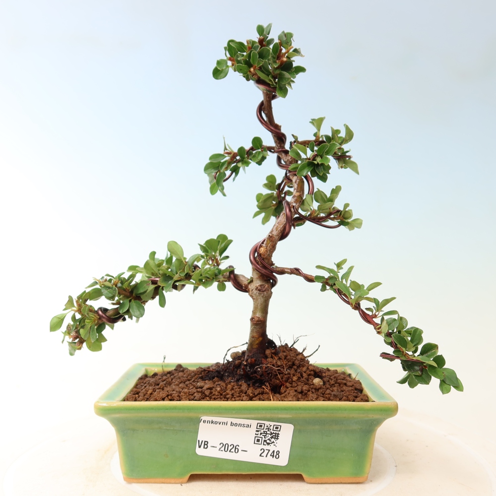 Kültéri bonsai - Cotoneaster horizontalis - Rocky Mountain