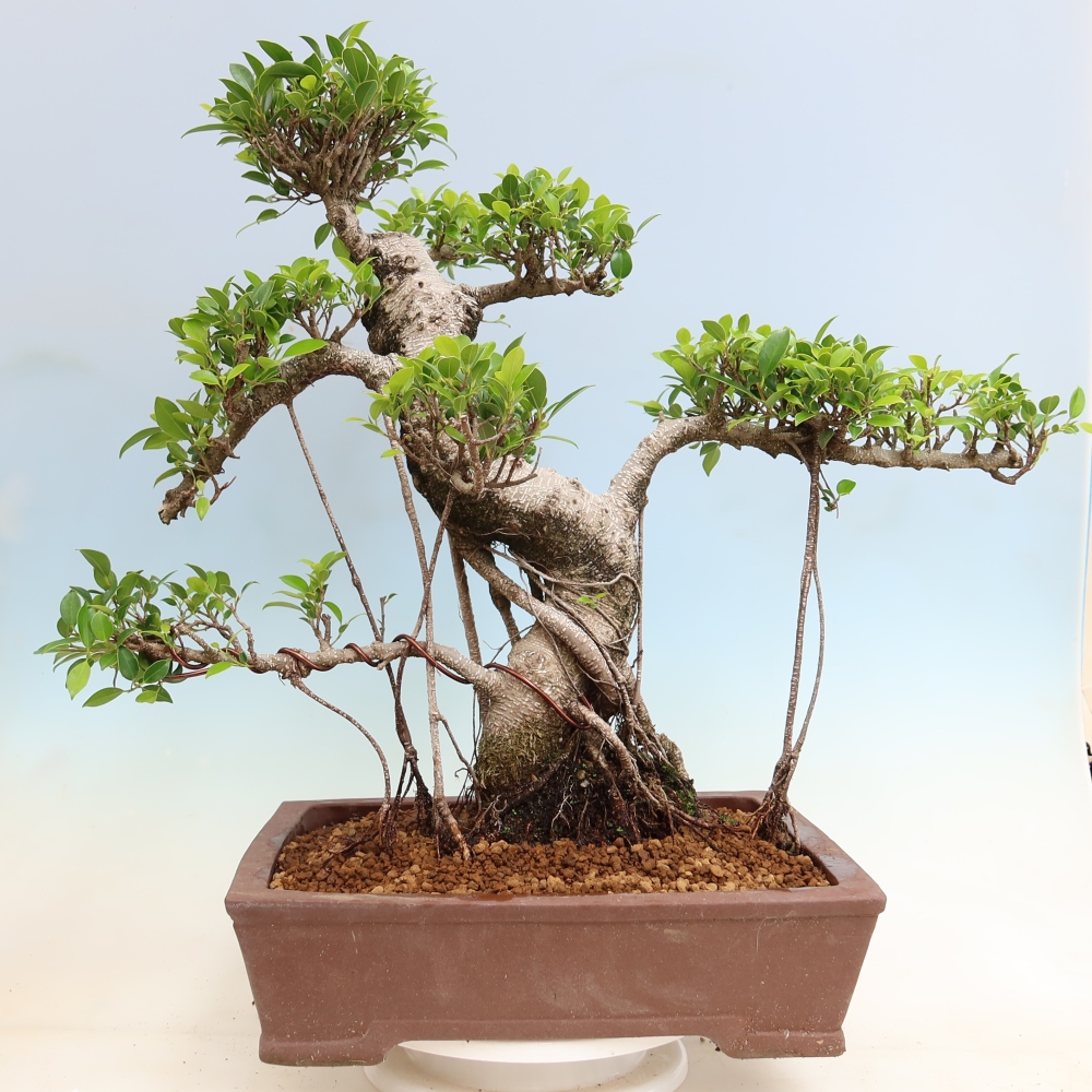 Szobai bonsai - Ficus kimmen - kislevelű fikusz
