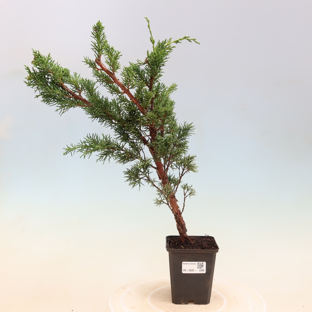 Kültéri bonsai - Juniperus chinensis Kishu