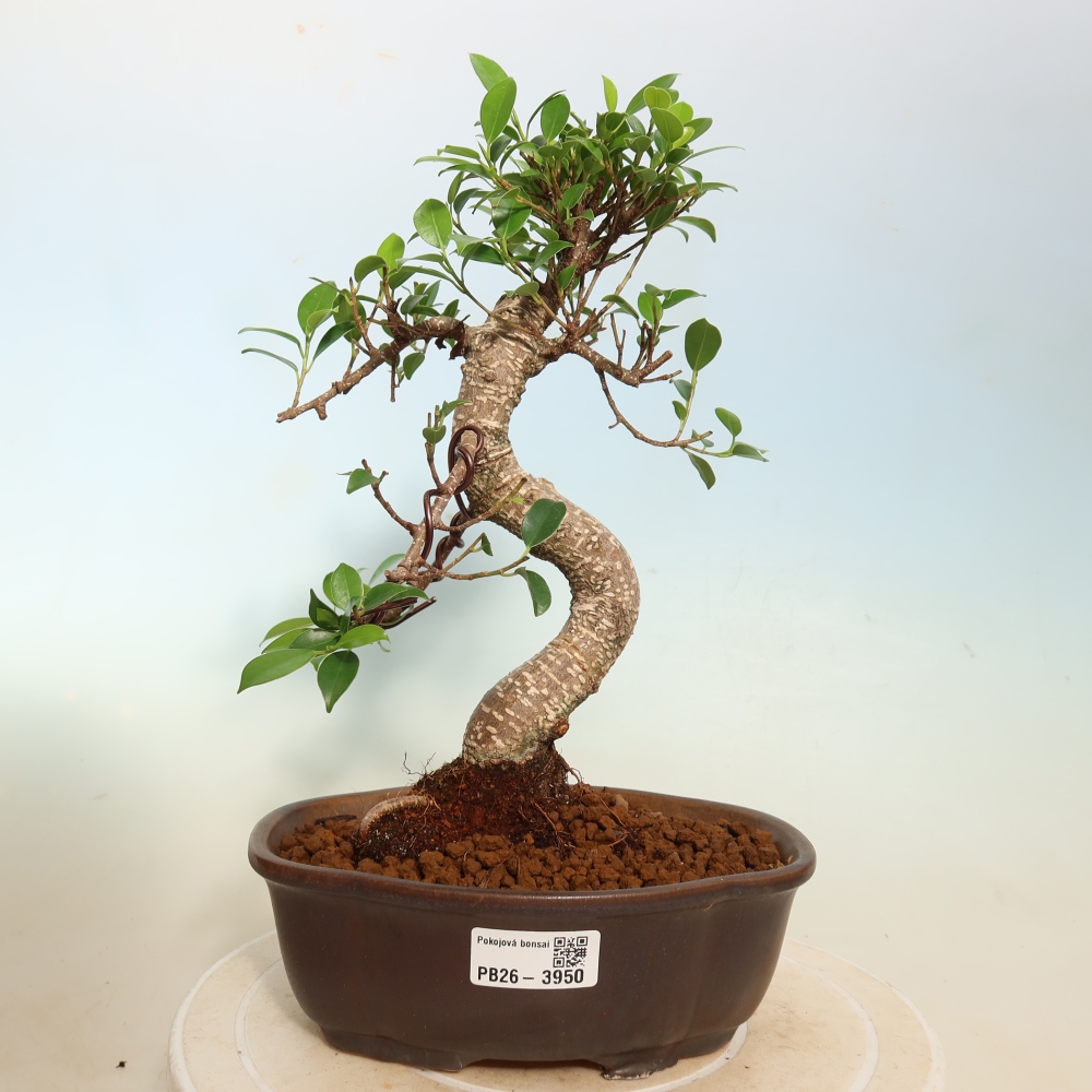 Szobai bonsai - Ficus kimmen - kislevelű fikusz
