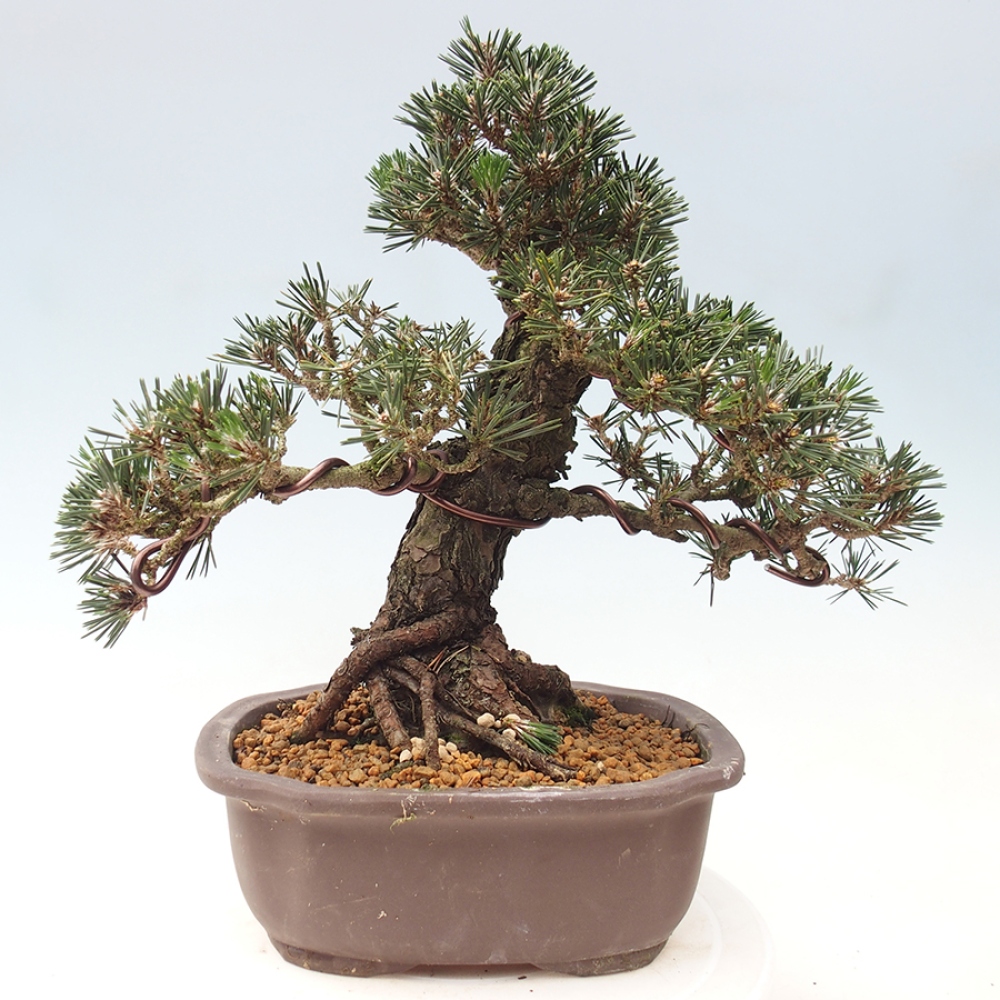 Kültéri bonsai - Pinus thunbergii Kotobuki - Thunberg fenyő