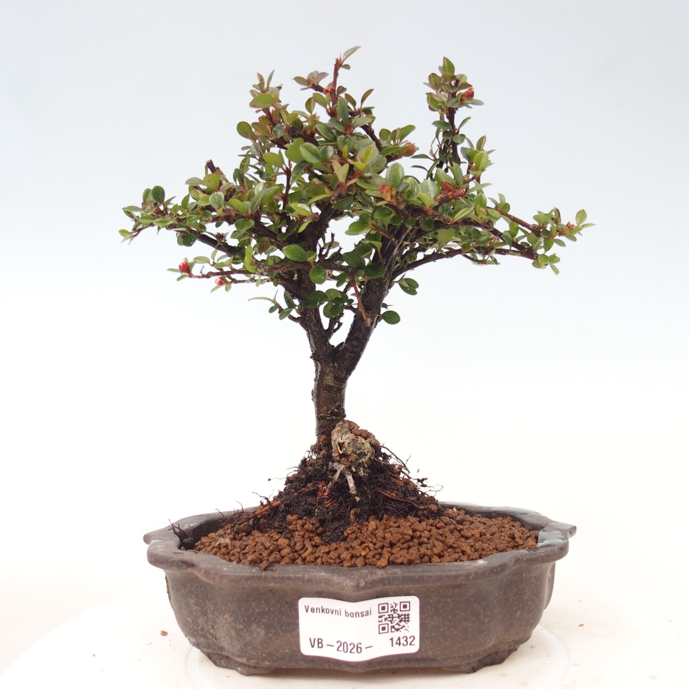 Kültéri bonsai - Cotoneaster horizontalis - Rocky Mountain