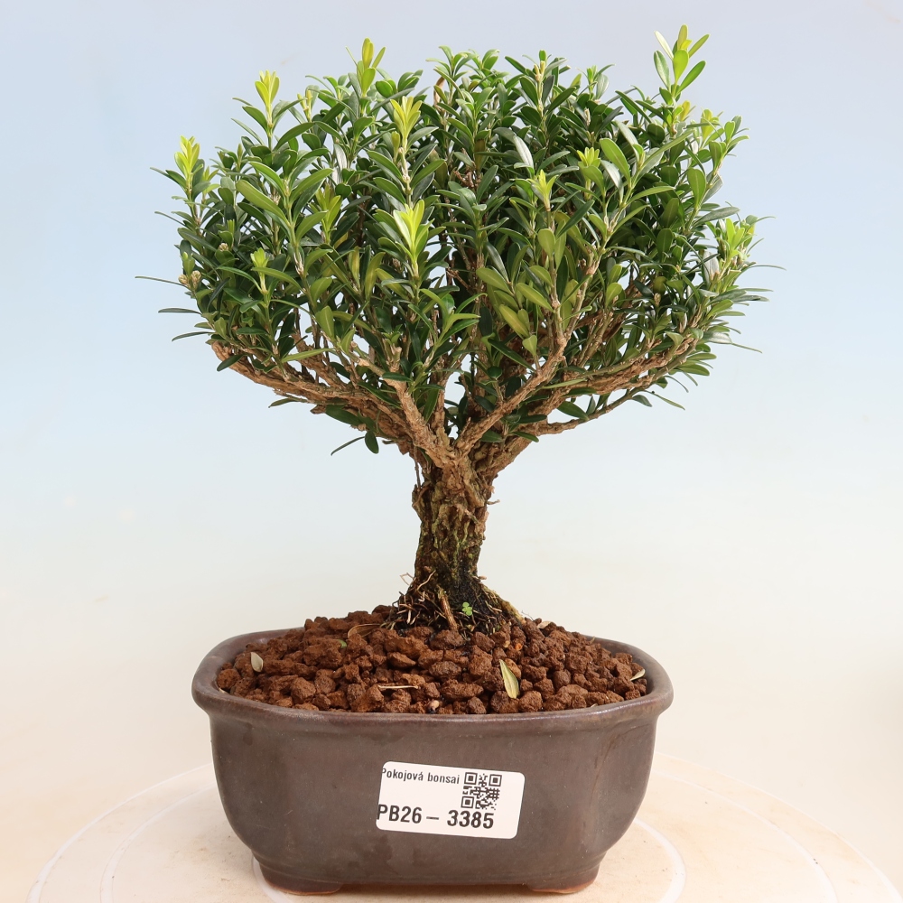 Szobai bonsai - Buxus harlandii - parafa buxus