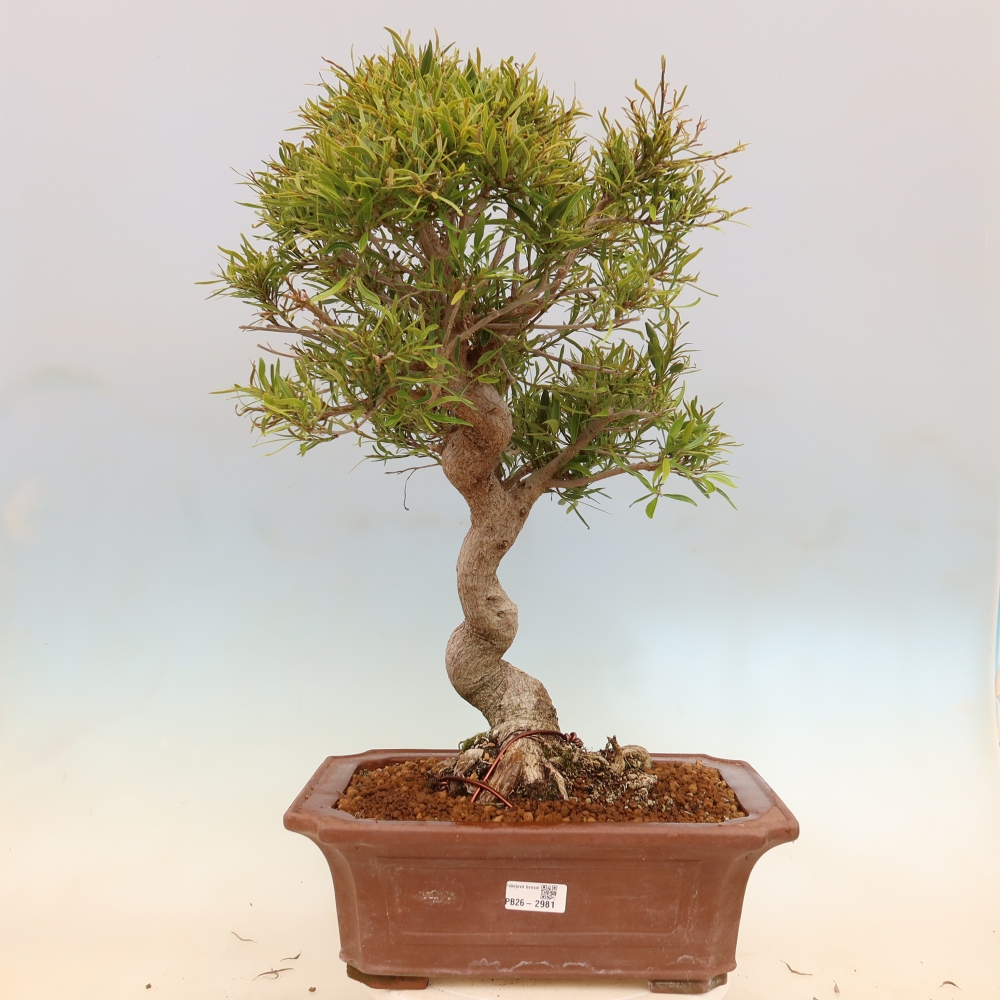 Szobai bonsai - Ficus nerifolia - kislevelű fikusz
