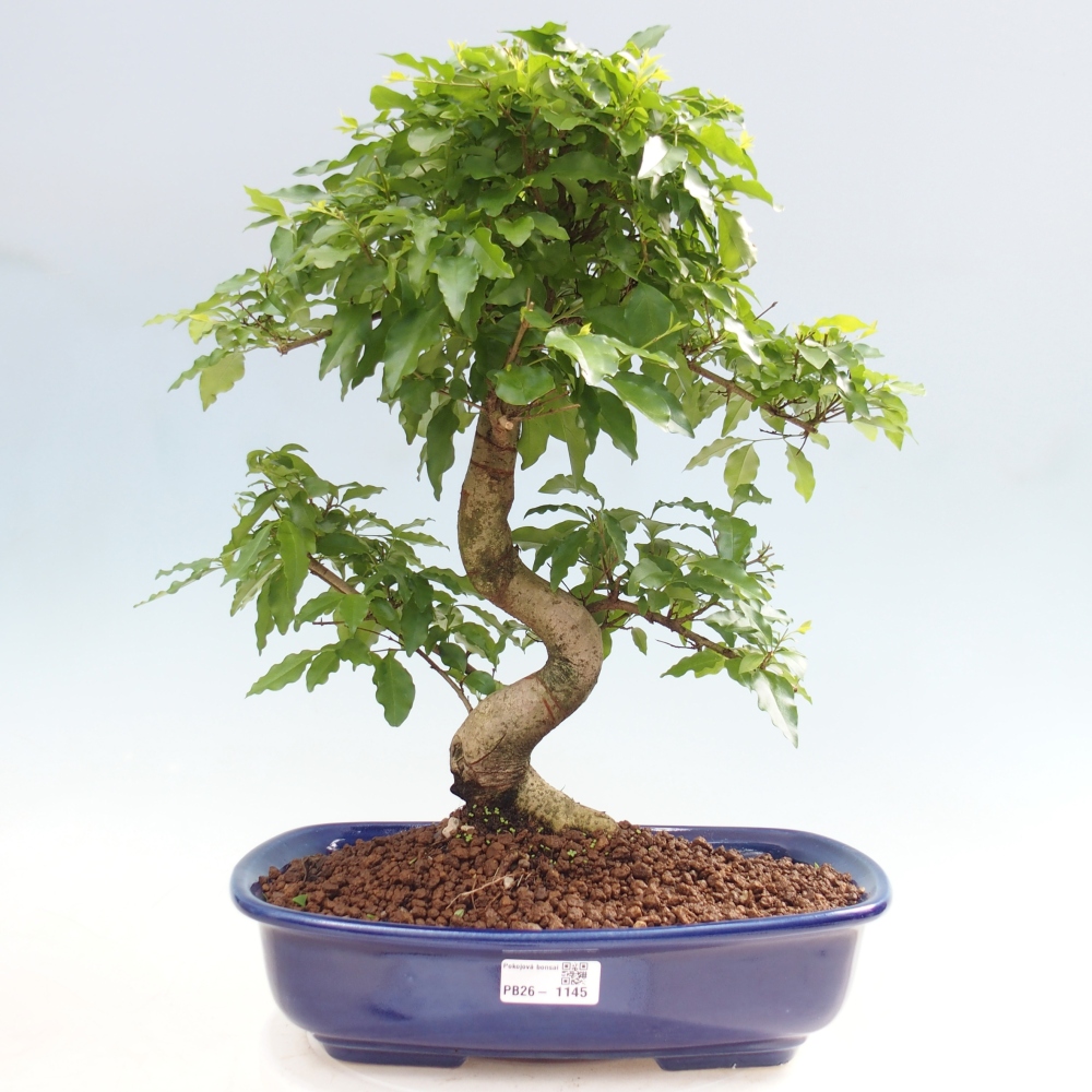 Szobai bonsai -Ligustrum chinensis - Madárcsőr