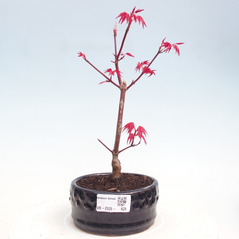 Kültéri bonsai - Acer palmatum DESHOJO