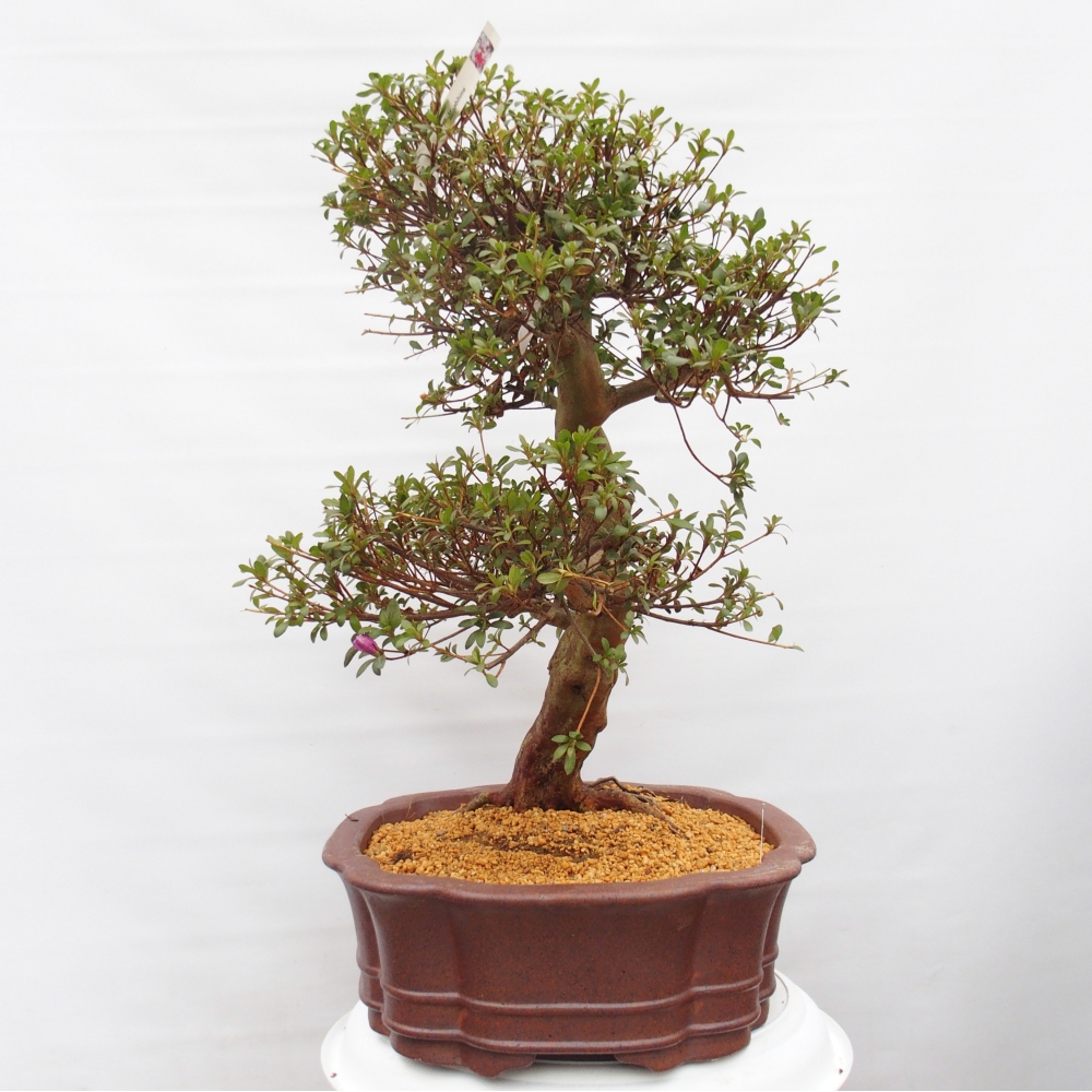Kültéri bonsai - Japán azálea - Azalea Miyabihime