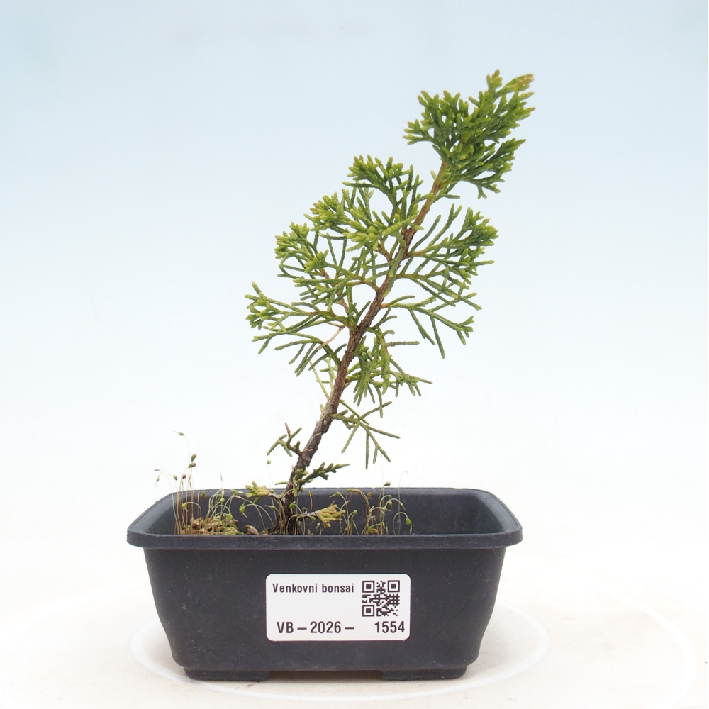 Kültéri bonsai - Juniperus chinensis Itoigawa