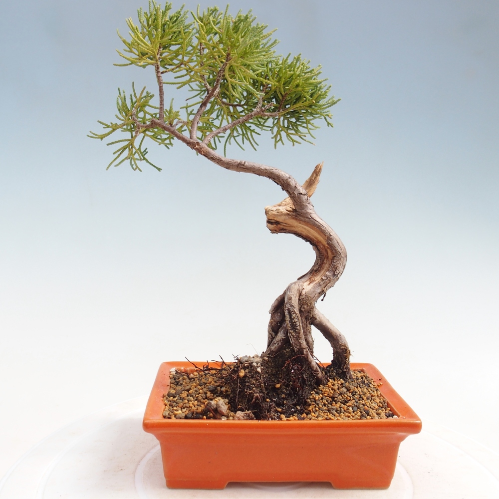 Kültéri bonsai - Juniperus chinensis Kishu