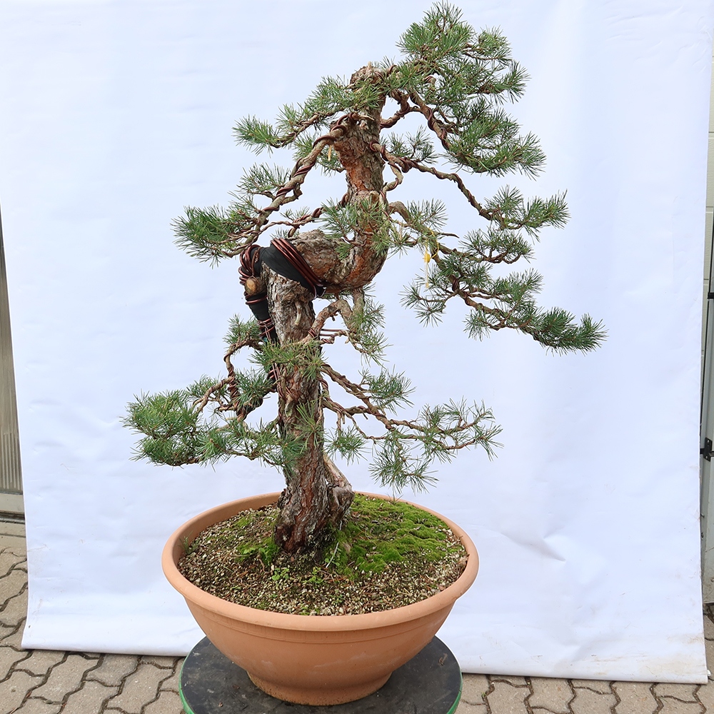 Pinus sylvestris Spanyolország – erdei fenyő