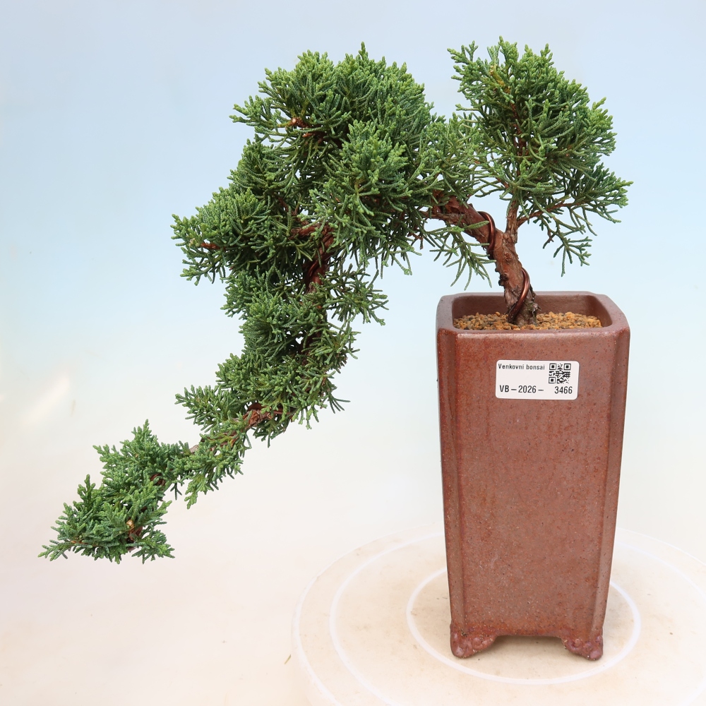 Kültéri bonsai - Juniperus chinensis Kishu