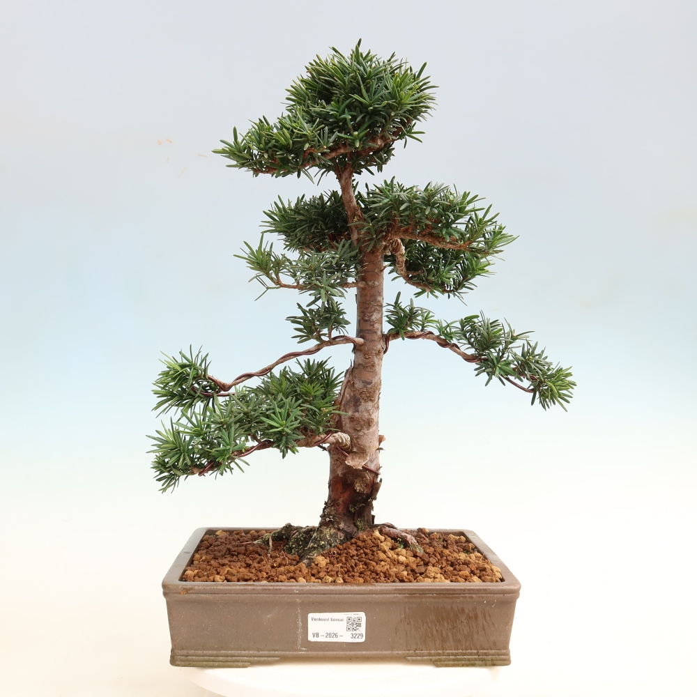 Kültéri bonsai - Taxus cuspidata - japán tiszafa