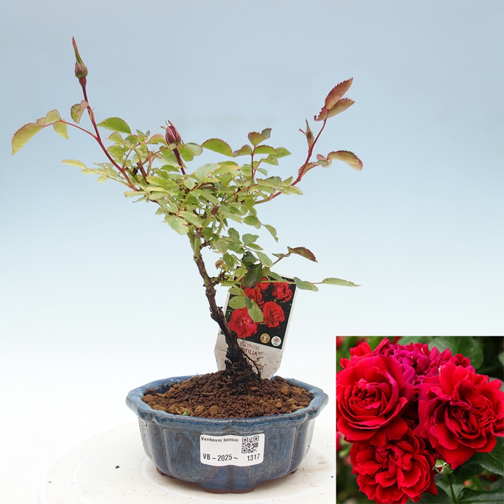 Kültéri bonsai - Rosa Kordes - rózsa