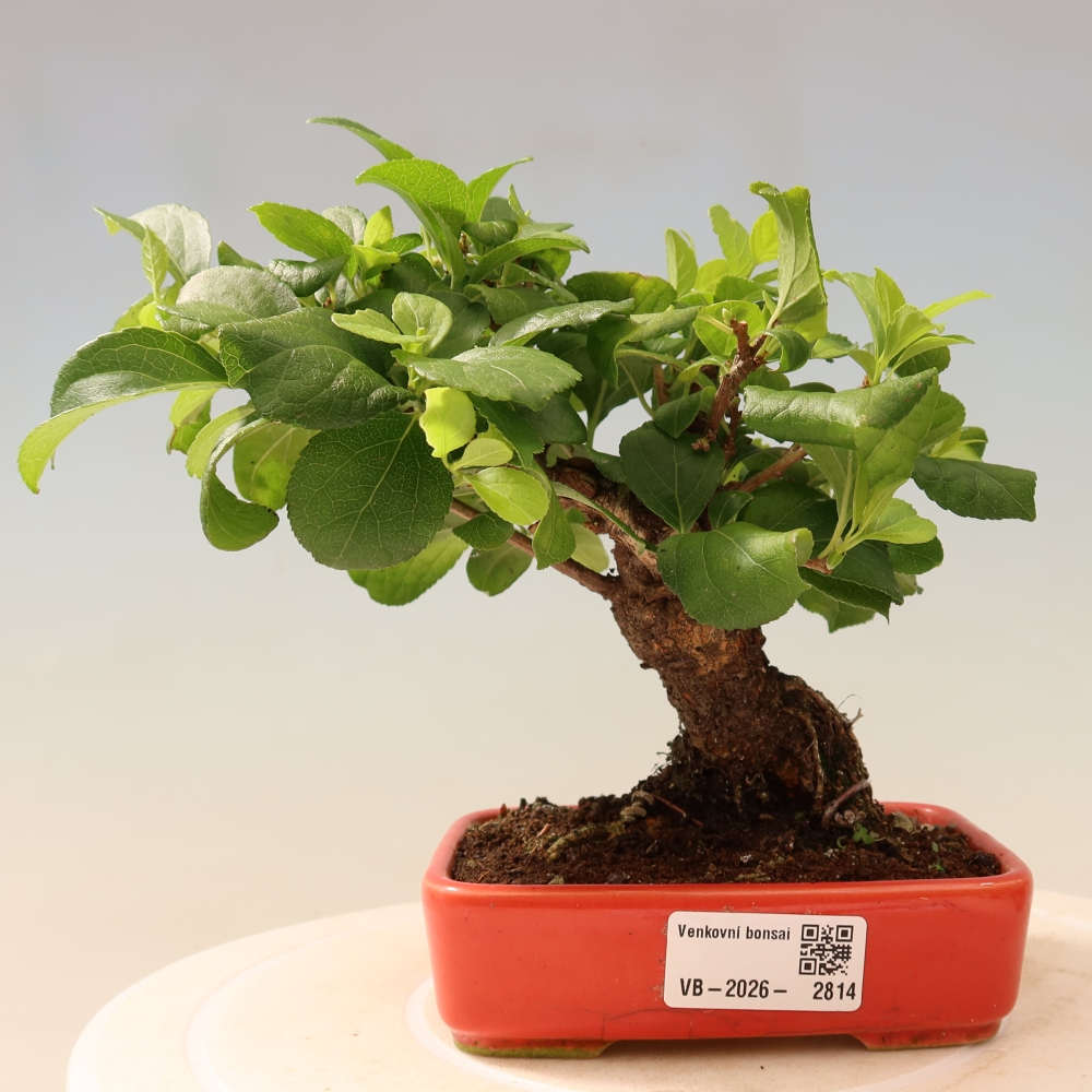 Kültéri bonsai - Celastrus orbiculatus