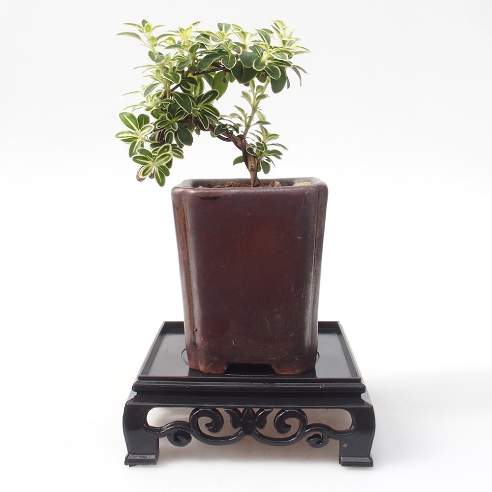 Bonsai asztal műanyag szögletes 11 x 11 x 3,5 cm, fekete színű, négyzet alakú