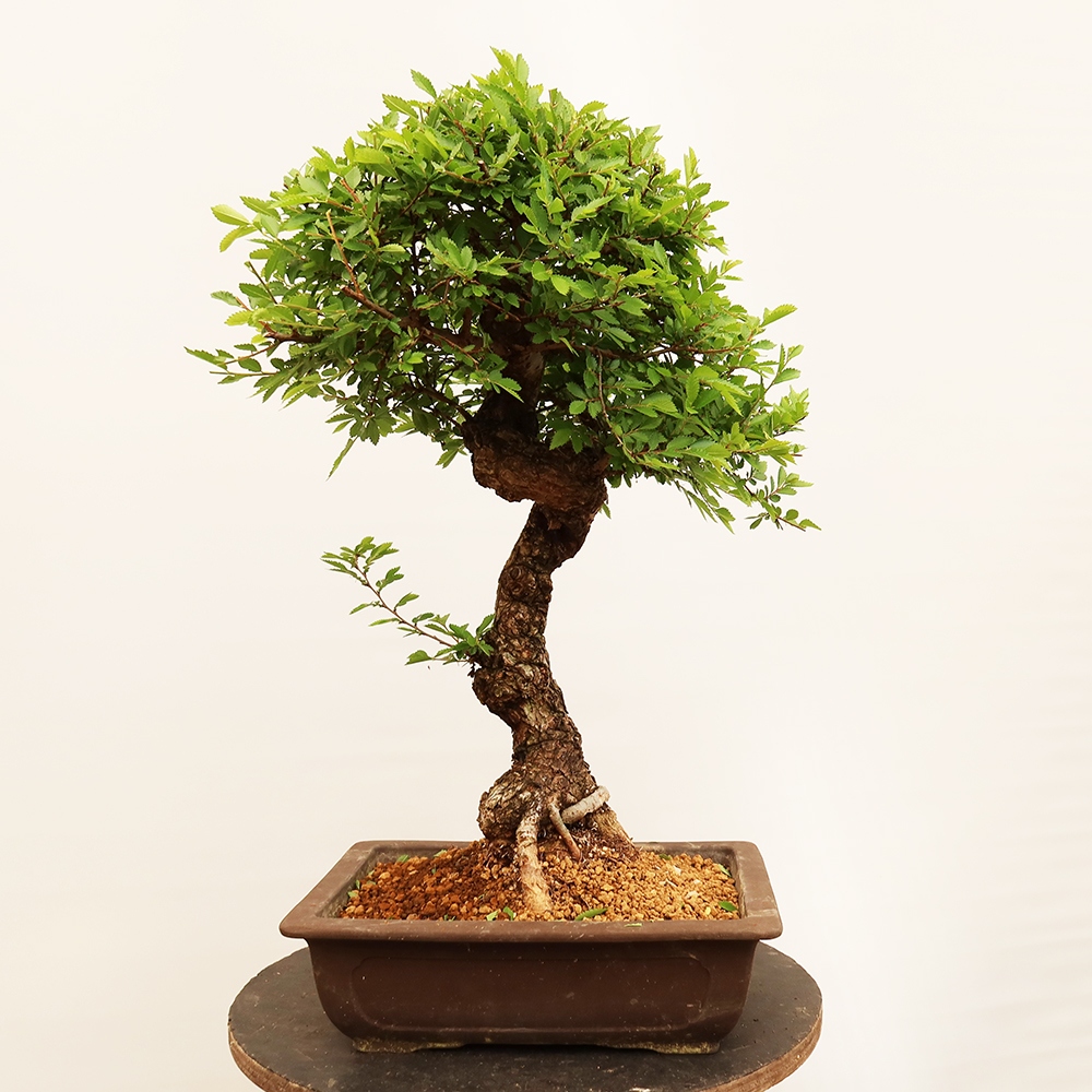 Kültéri bonsai - Zelkova - Zelkova NIRE