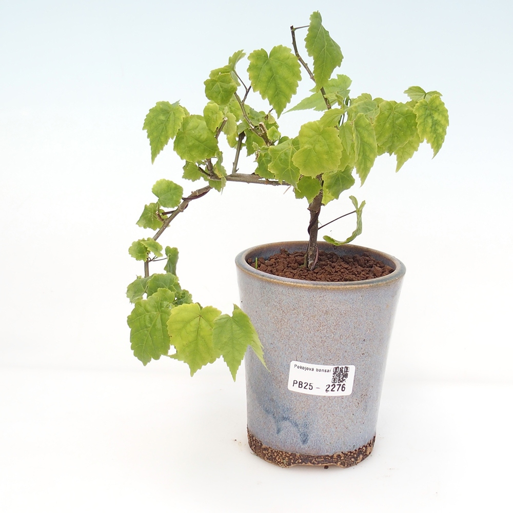 Beltéri bonsai - Abutilon Big Bell - Felhőbogyó