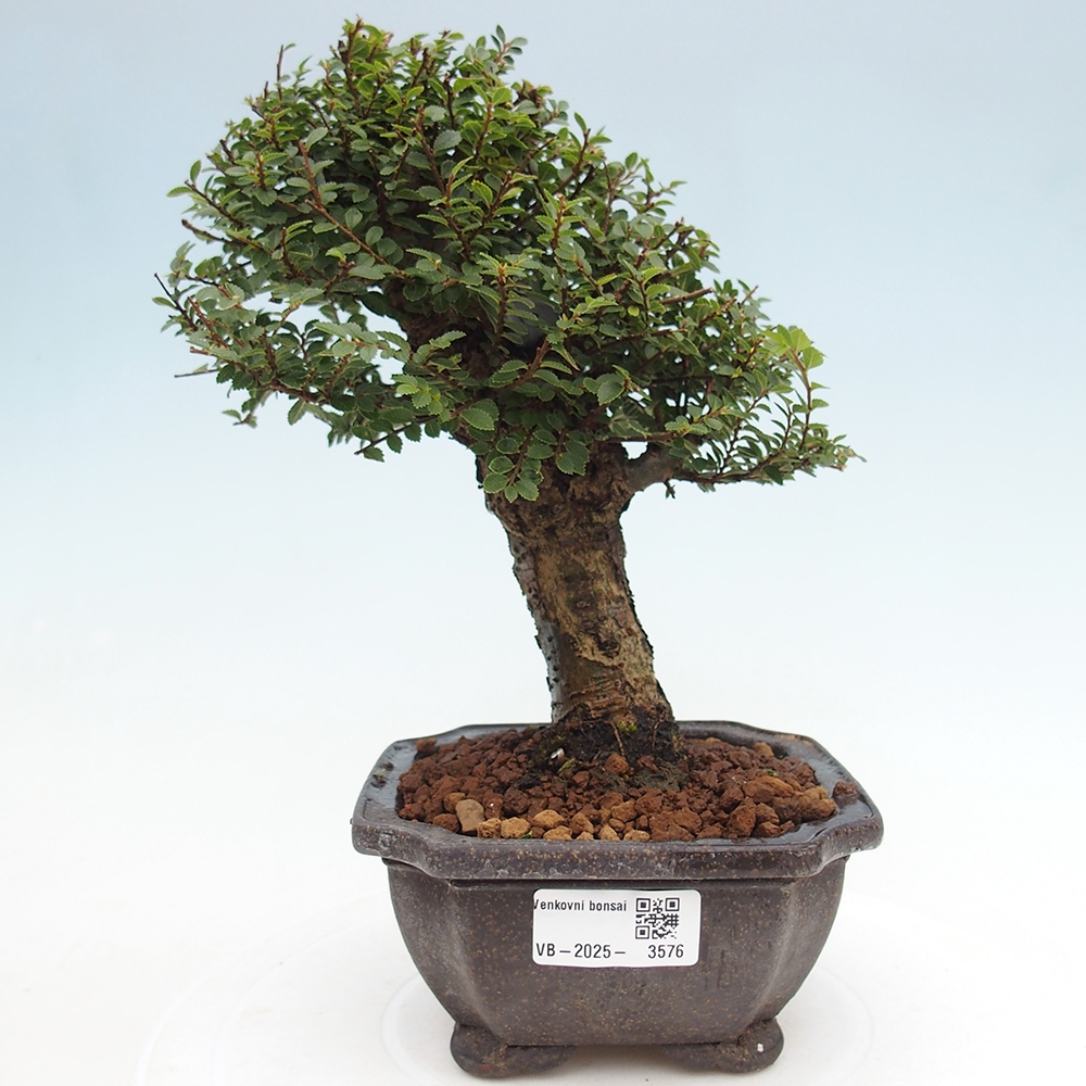 Kültéri bonsai - Ulmus parvifolia Hokkaido - Kínai szil - Ulmus parvifolia Hokkaido