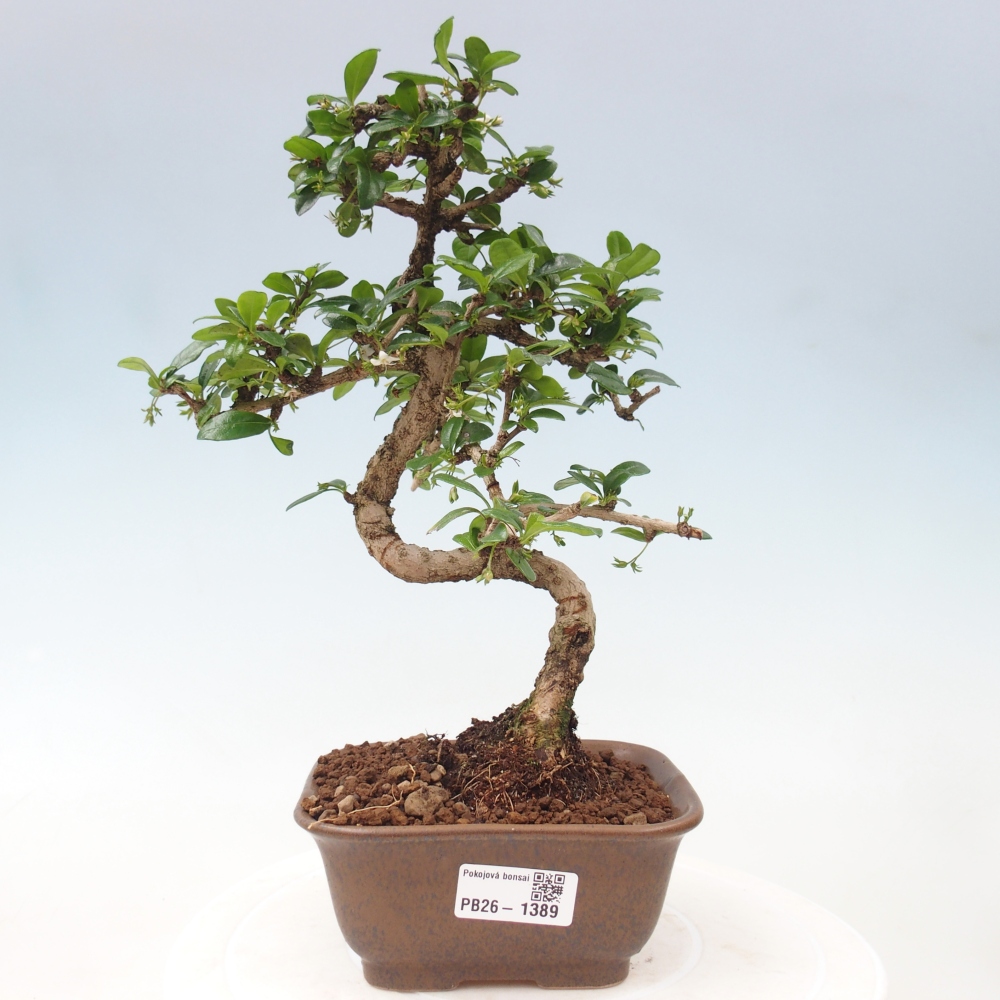 Szobai bonsai - Carmona macrophylla - Tea fuki