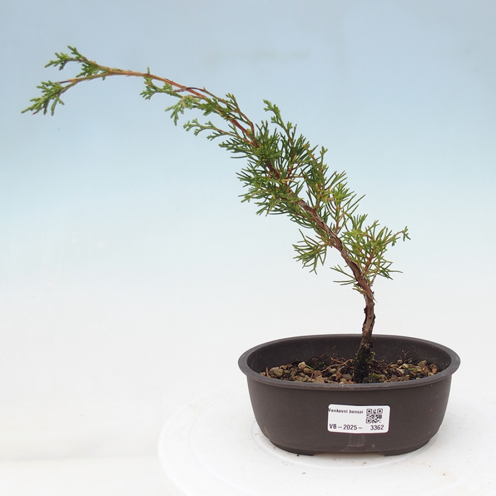 Kültéri bonsai - Juniperus chinensis Itoigawa