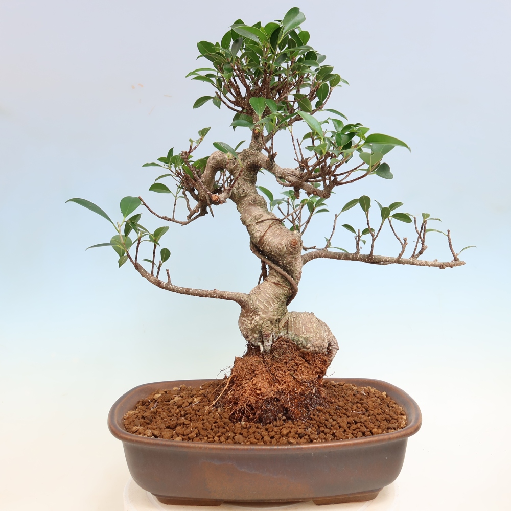 Szobai bonsai - Ficus kimmen - kislevelű fikusz