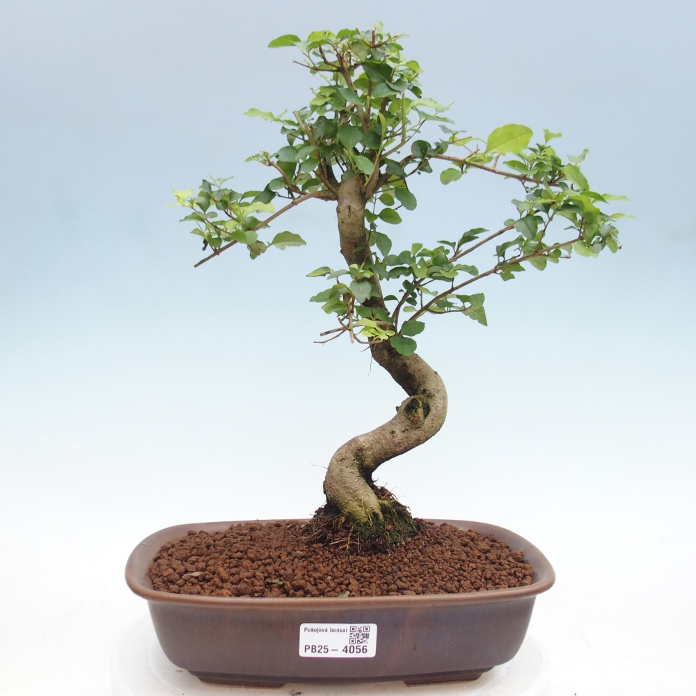 Szobai bonsai -Ligustrum chinensis - Madárcsőr