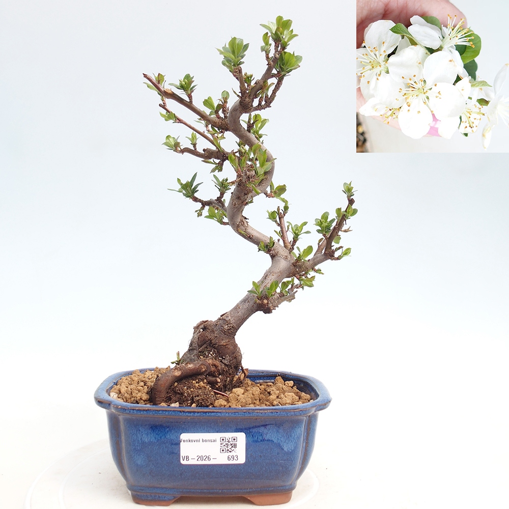 Kültéri bonsai - Malus sargentii - Kis gyümölcsű almafa