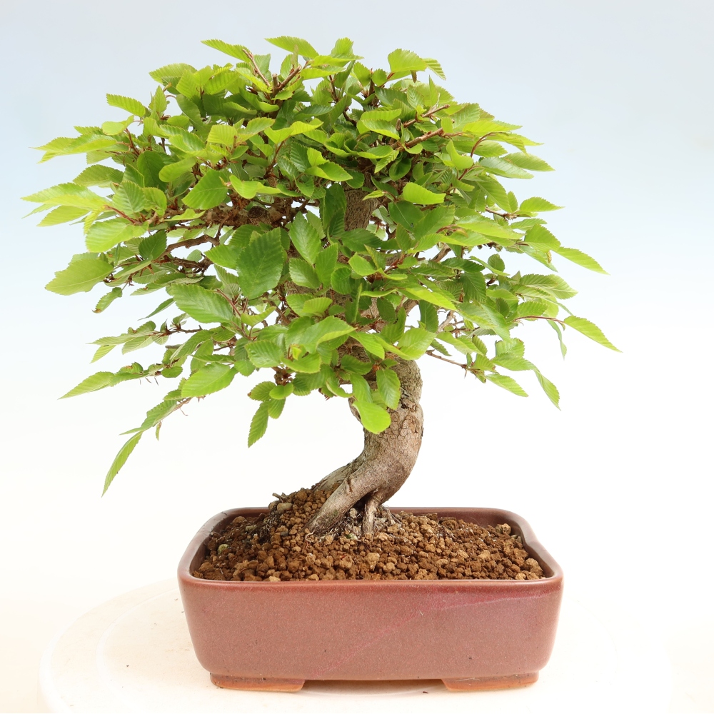 Kültéri bonsai -Carpinus Coreana - Koreai gyertyánfa