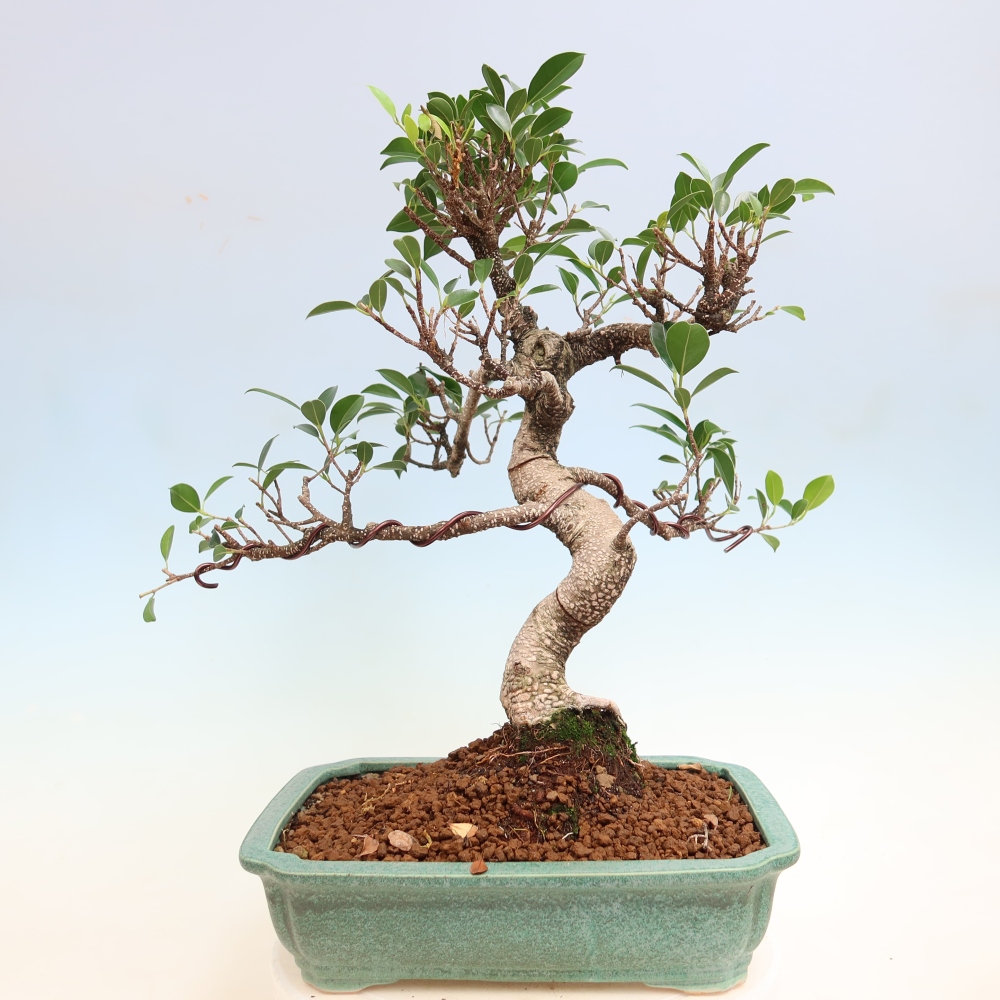 Szobai bonsai - Ficus kimmen - kislevelű fikusz