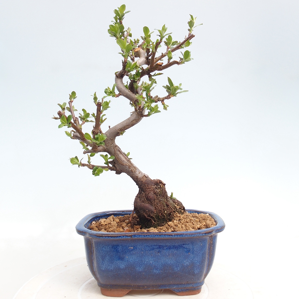 Kültéri bonsai - Malus sargentii - Kis gyümölcsű almafa