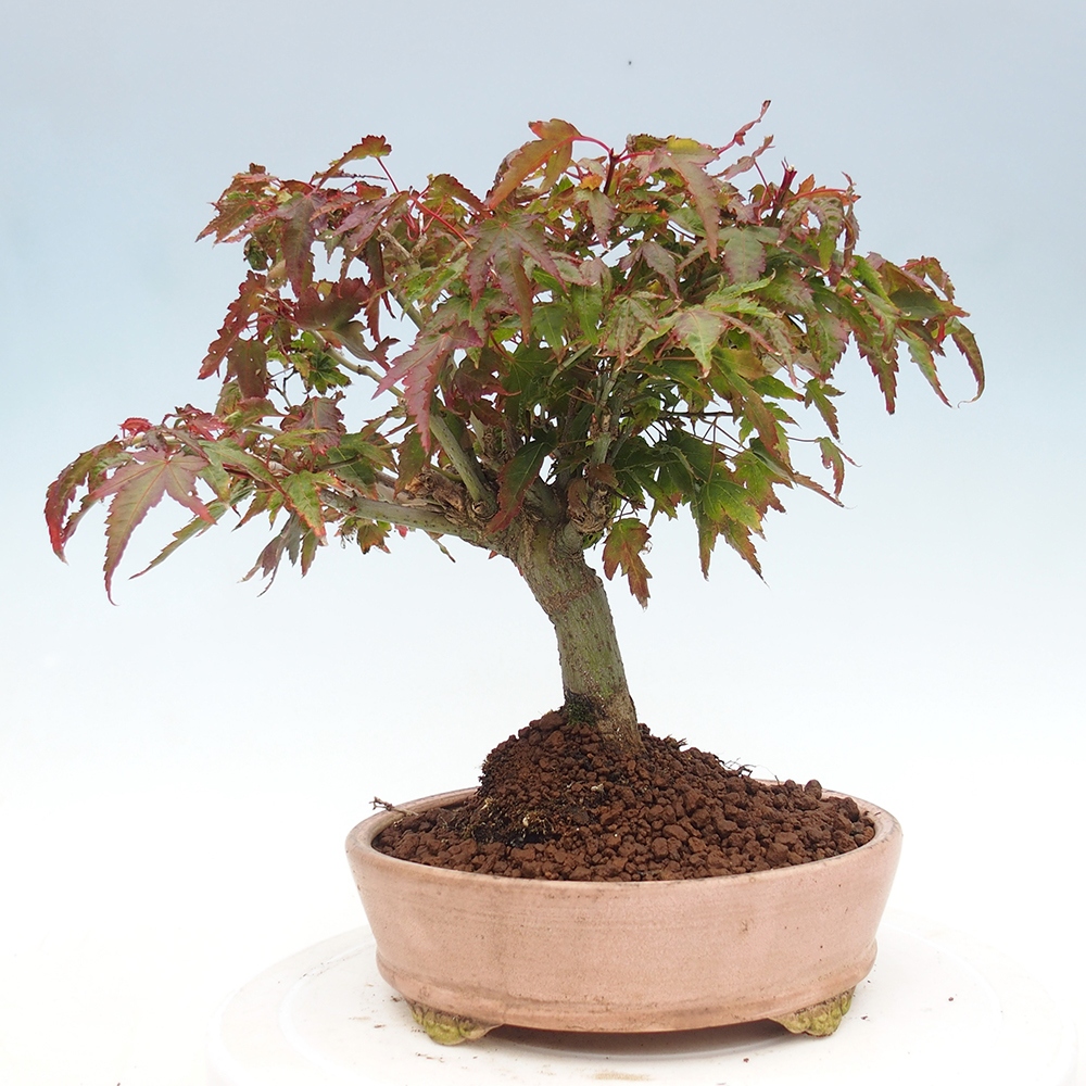 Acer palmatum KIOHIME - Pálma juhar