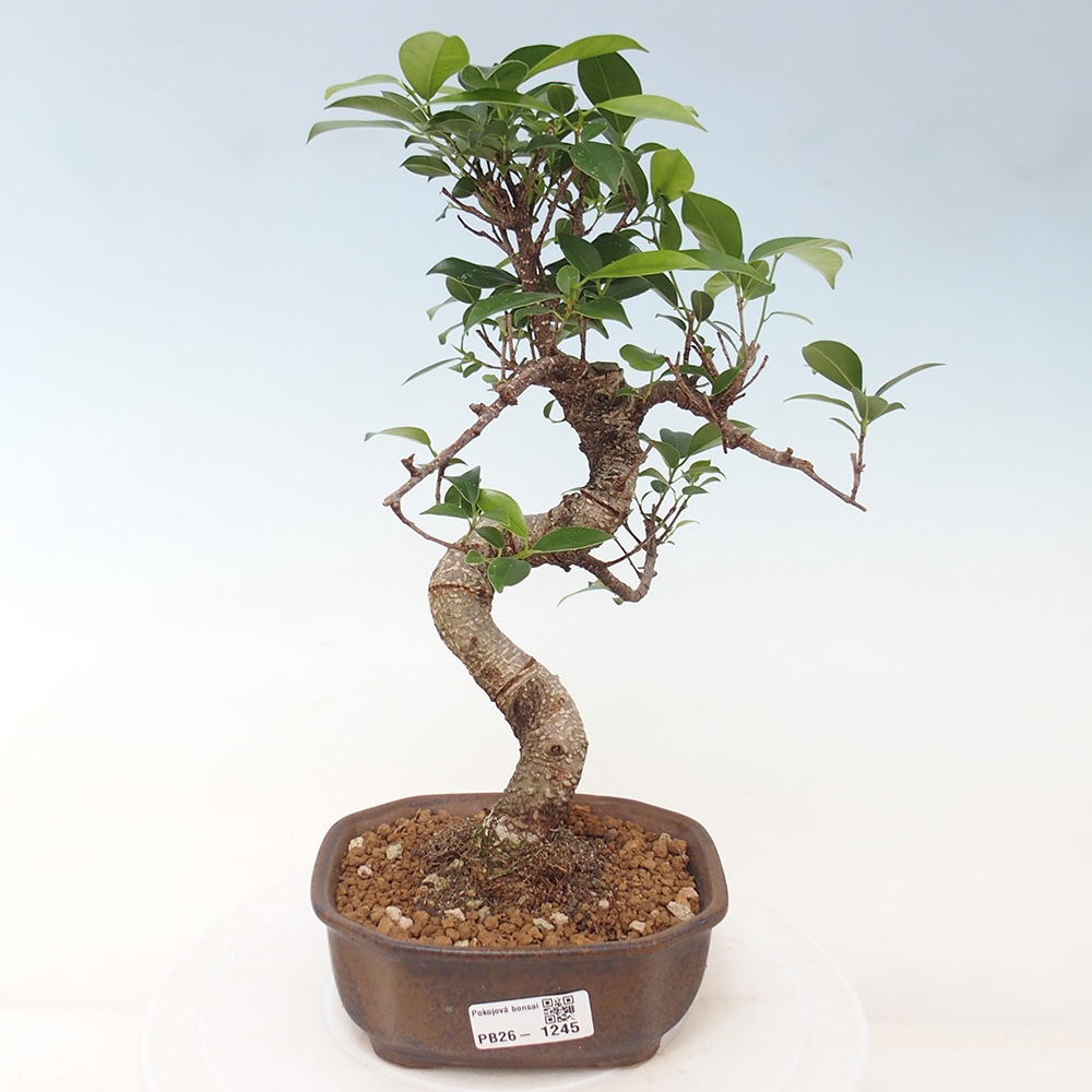 Szobai bonsai - Ficus retusa - kislevelű fikusz