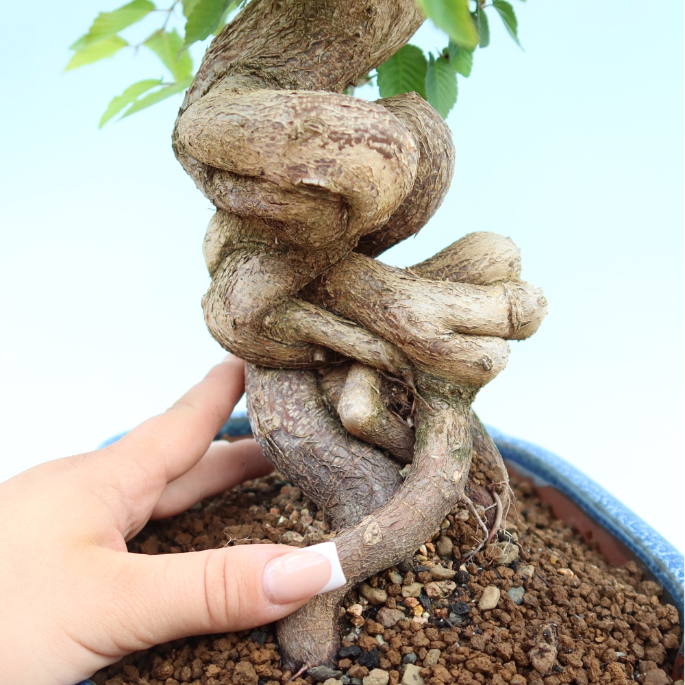 Kültéri bonsai -Carpinus Coreana - Koreai gyertyánfa