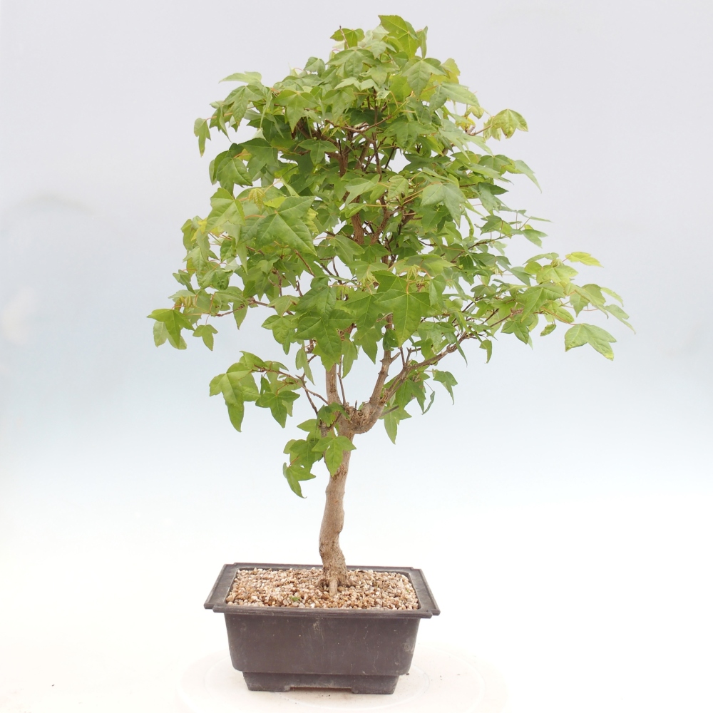 Kültéri bonsai - Acer Buergerianum - Burger juhar