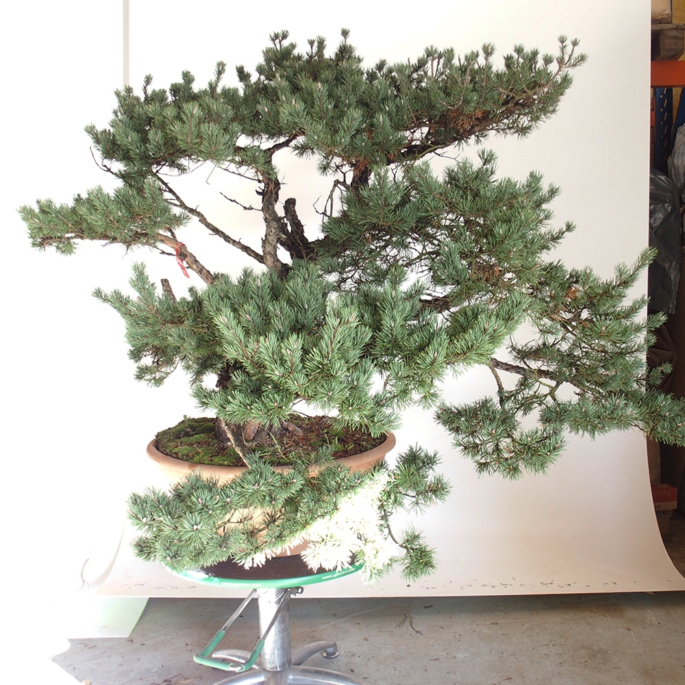 Yamadori - Pinus sylvestris Spanyolország