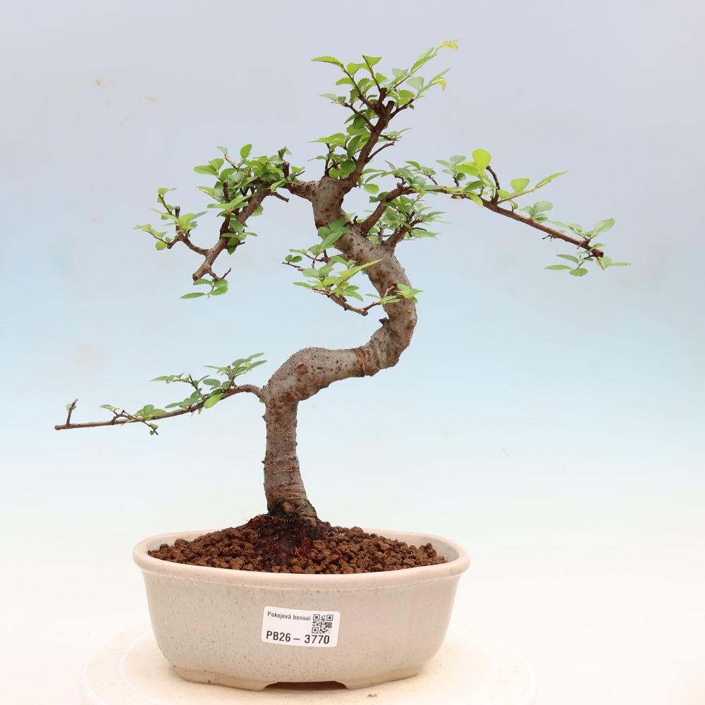 Szobai bonsai - Ulmus parvifolia - Kislevelű szilfa