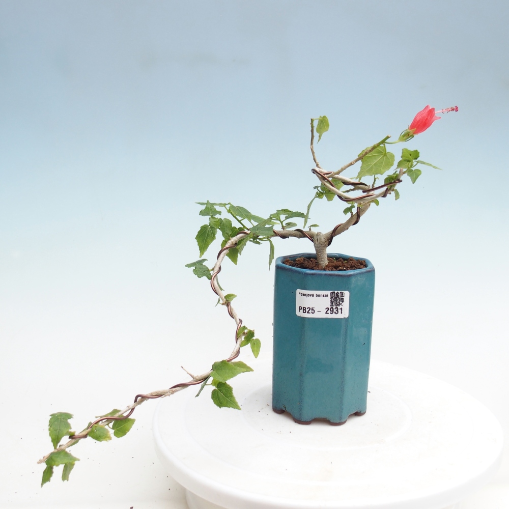 Beltéri bonsai - Malvaviscus arboreus