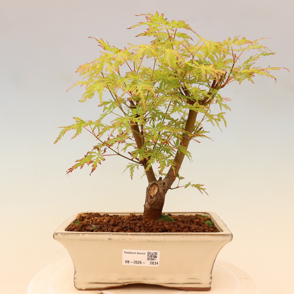 Kültéri bonsai - Acer palmatum Dissectum