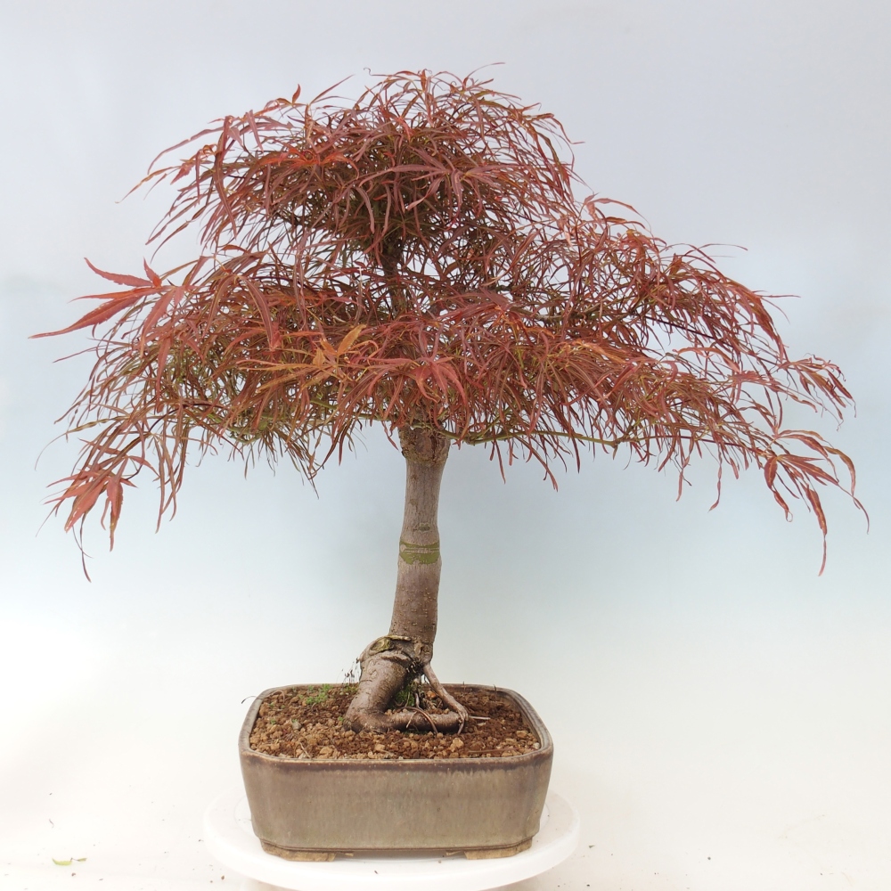 Kültéri bonsai - Acer palmatum RED PYGMY