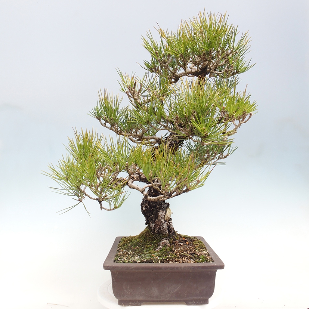 Kültéri bonsai - Pinus thunbergii - Thunberg fenyő