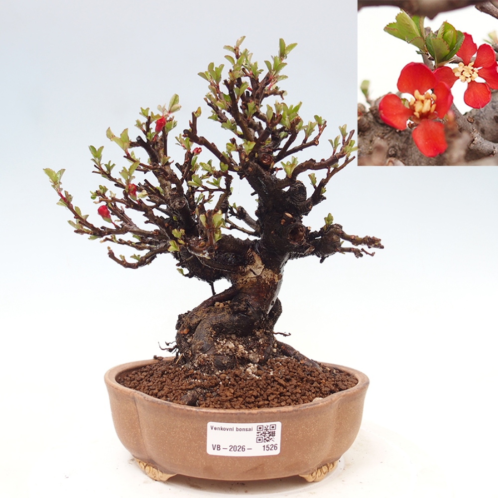 Kültéri bonsai - Chaneomeles speciosa - birs