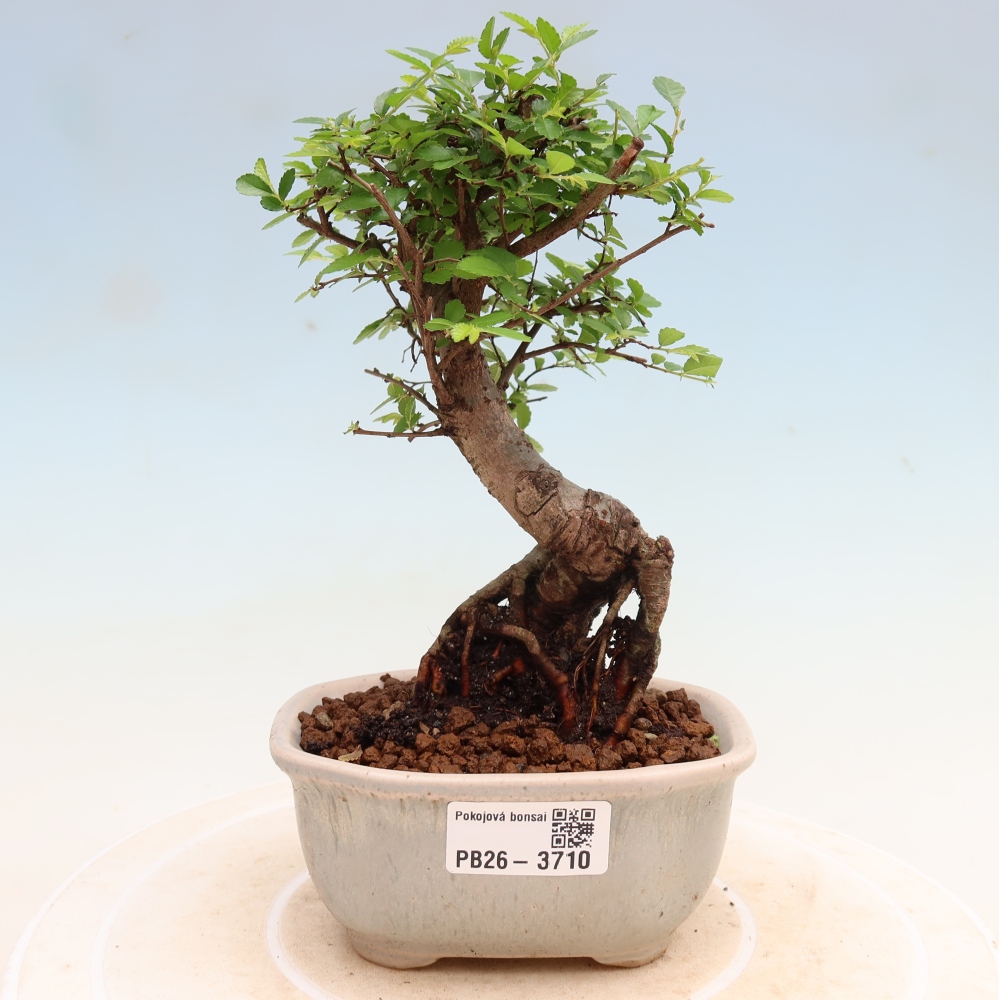 Szobai bonsai - Ulmus parvifolia - Kislevelű szilfa