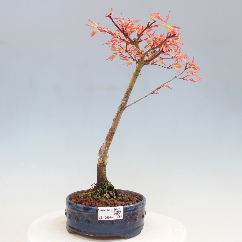 Juhar - Acer palmatum Beni Tsukasa